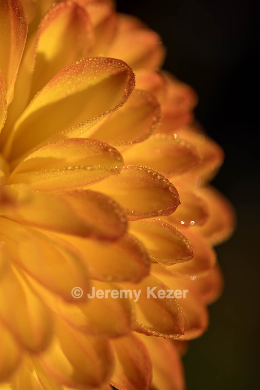 Dahlia