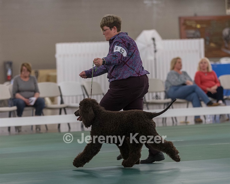 62 - GCH ALL GREEN WI' ENVY V ALPHA NORDIC CD RE DS RATN (Jade)
