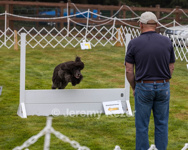 2501 - GCH CH BLACKTHORN'S KEEVA CROMPTON RM AX AXJ XF TKN (Keeva)