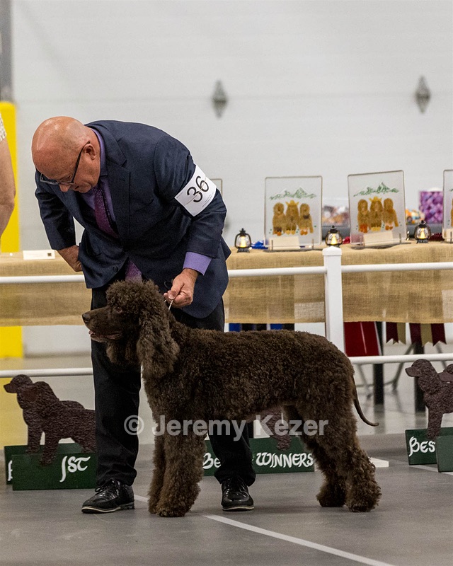 36 - GCH Blackthorn’s Lass That Loves A Sailor in Wicklow CD
RM CGC