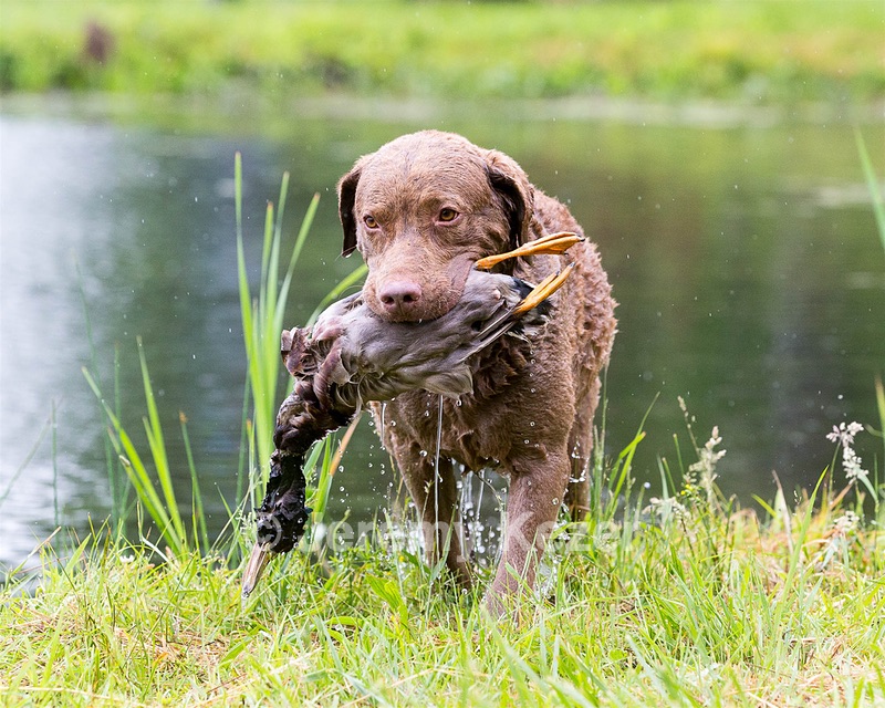 Hunter Law