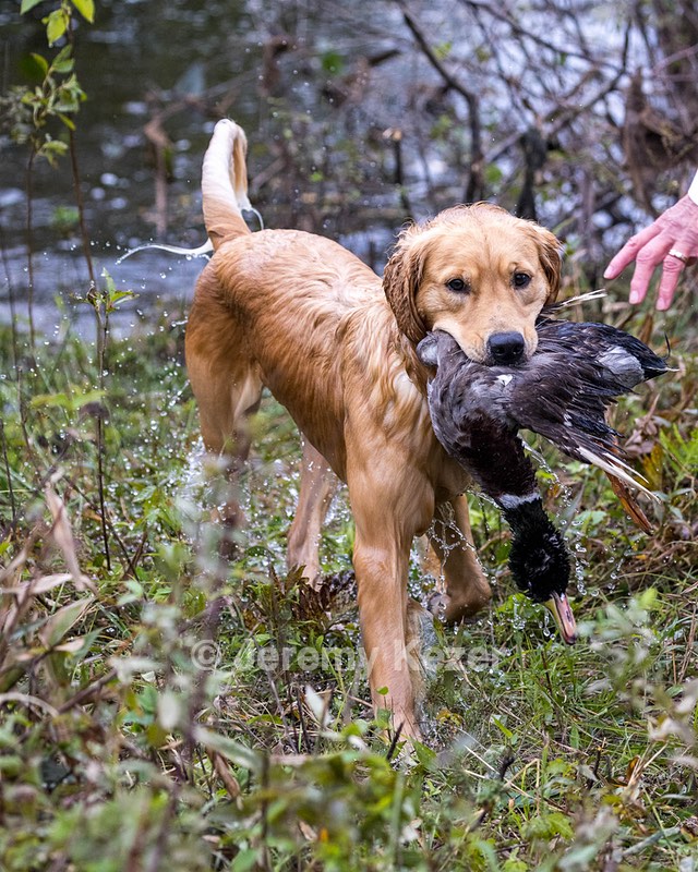 Abbey Wisniewski