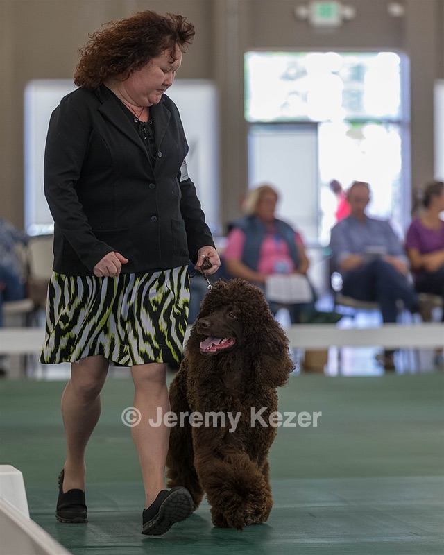 54 - GCH BREKKON BEGINS WITH BEAUFIELD