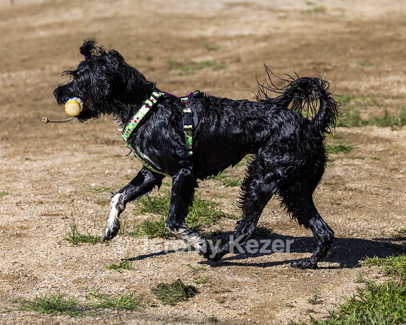 Dottie Notestine