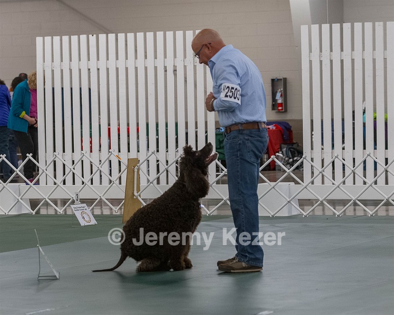 2503 - GCH CH BLACKTHORN'S KEEVA CROMPTON AX AXJ XF RN CGC (Keeva)