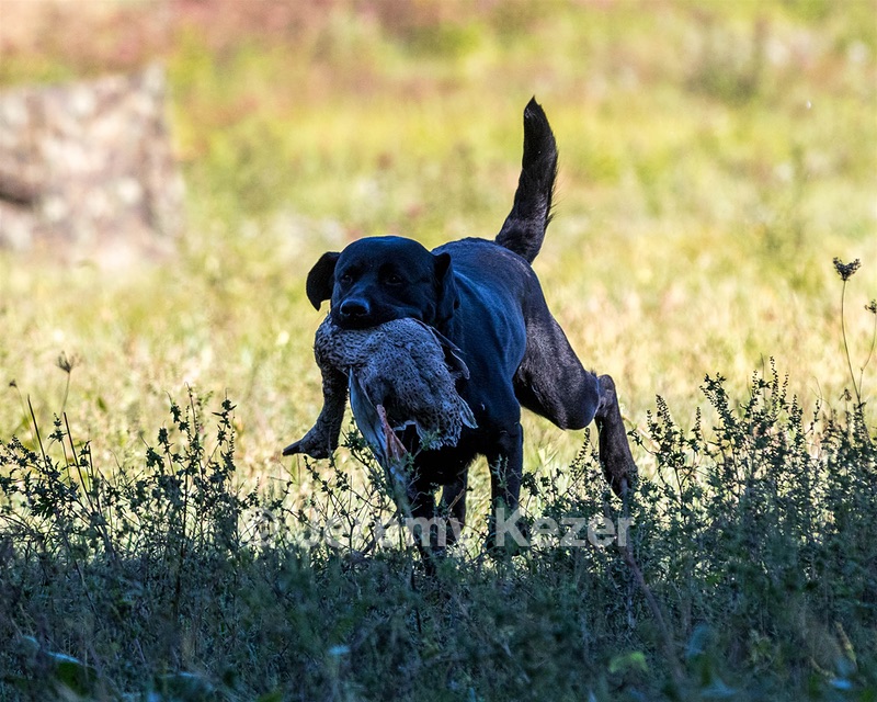 Fenway Tucker