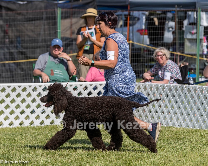 43 - GCH CH Chantico's Shelter From The Storm CD RA MX AXJ MXP2 MJP2 MJPB XF DS (Reef)