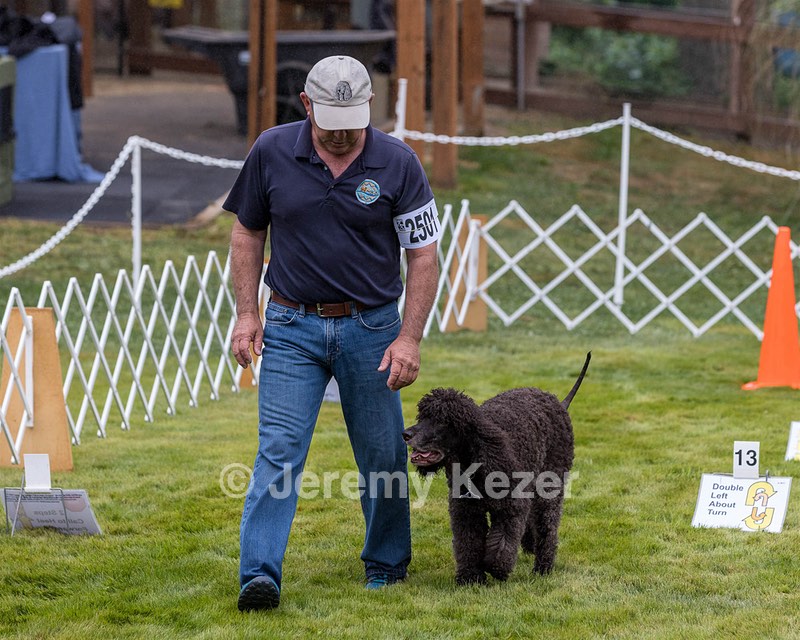 2501 - GCH CH BLACKTHORN'S KEEVA CROMPTON RM AX AXJ XF TKN (Keeva)
