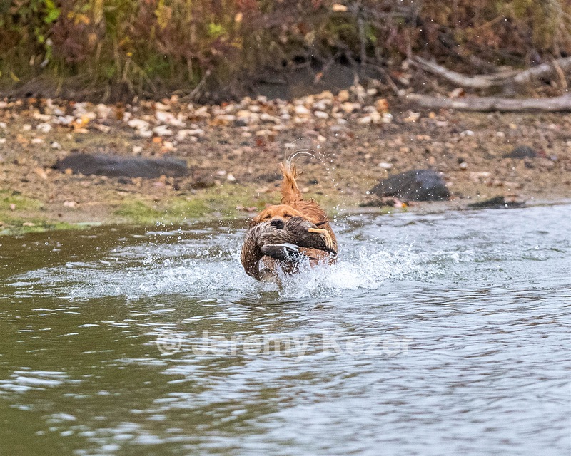 Canoe
