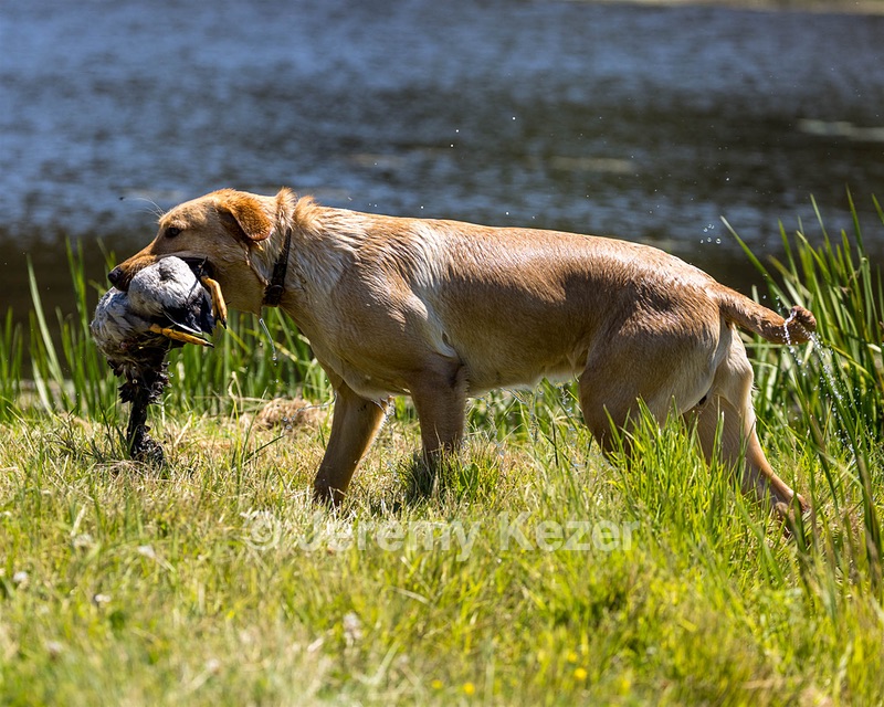 Ruger Brasier