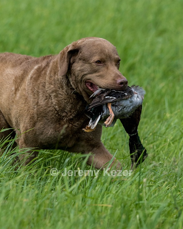 Hunter Law