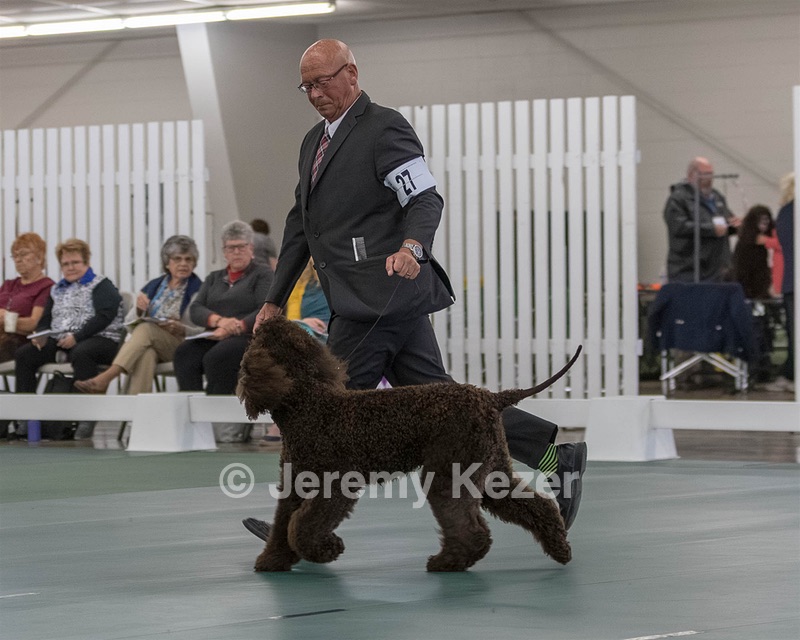 27 - CH MALLYREE'S MR ODIN OF MADRONA (Odin)