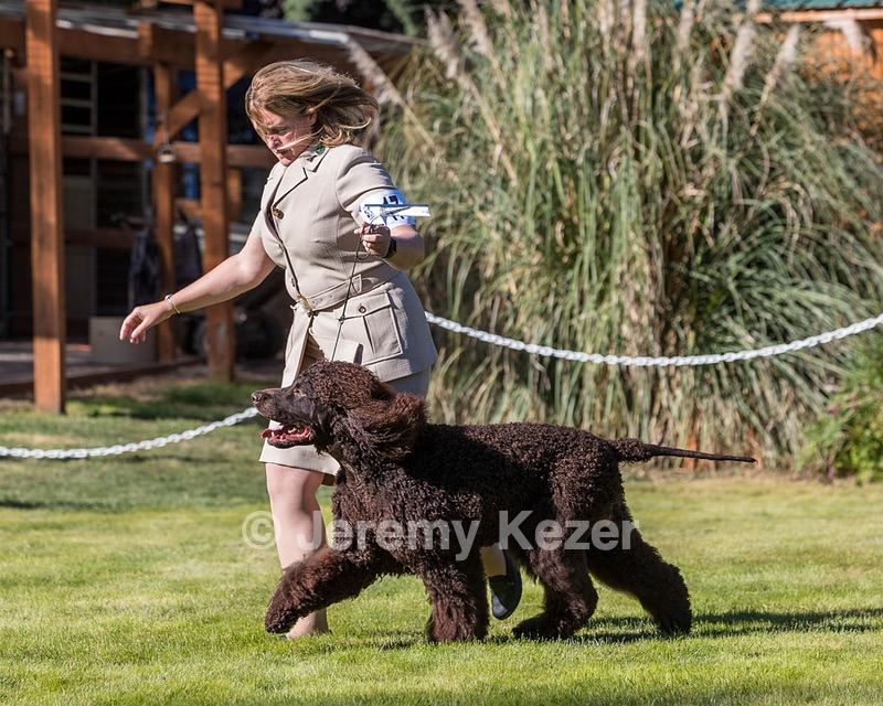17 - GCH CH FLINTCREST FIVE STAR GENERAL (Grant)