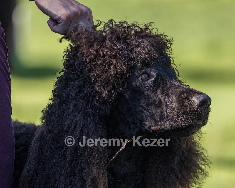 11 - GCH CH BREKKON'S FIRST MARK BN RN CGC TKN