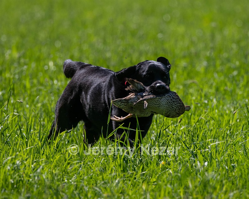 Cooper Krivoshik