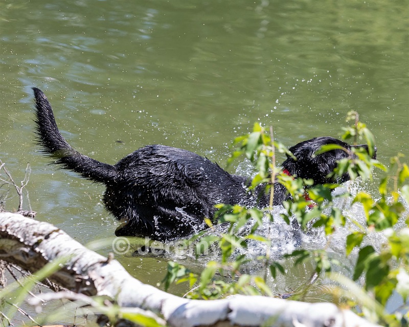 Otter Marro