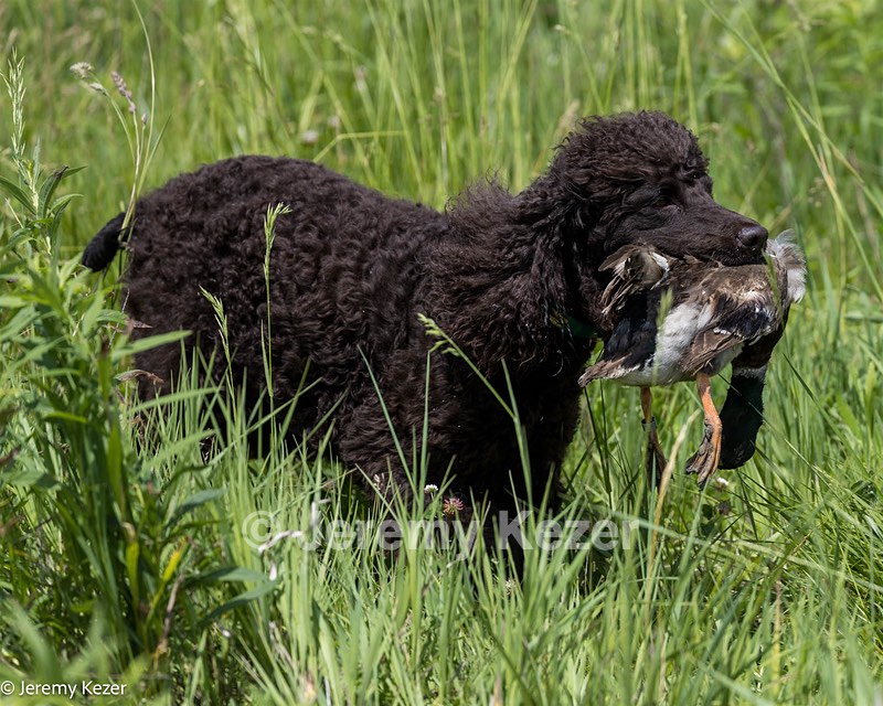 Ghillie Kezer