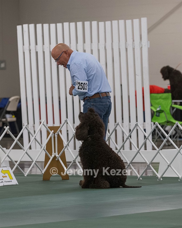 2503 - GCH CH BLACKTHORN'S KEEVA CROMPTON AX AXJ XF RN CGC (Keeva)