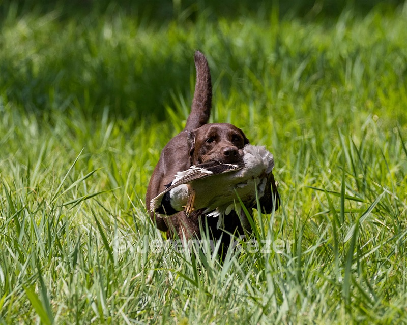 Hershey Mizak