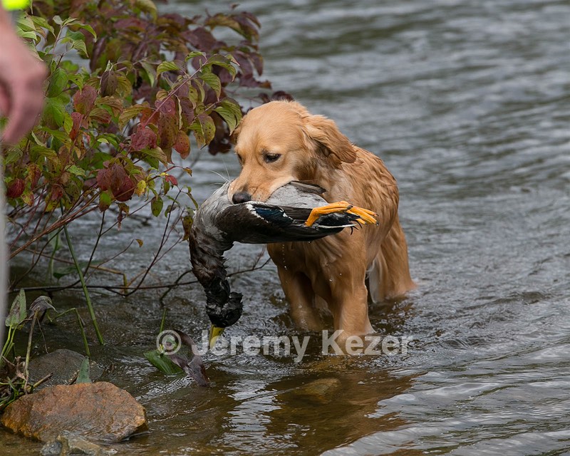 Josie