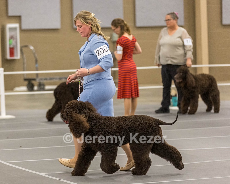 200 - GCH CH Poole’s Ide By Design (Skeeter)