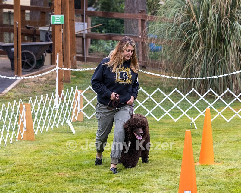 1741 - GCH CH BREKKON'S FIRST MARK CGC