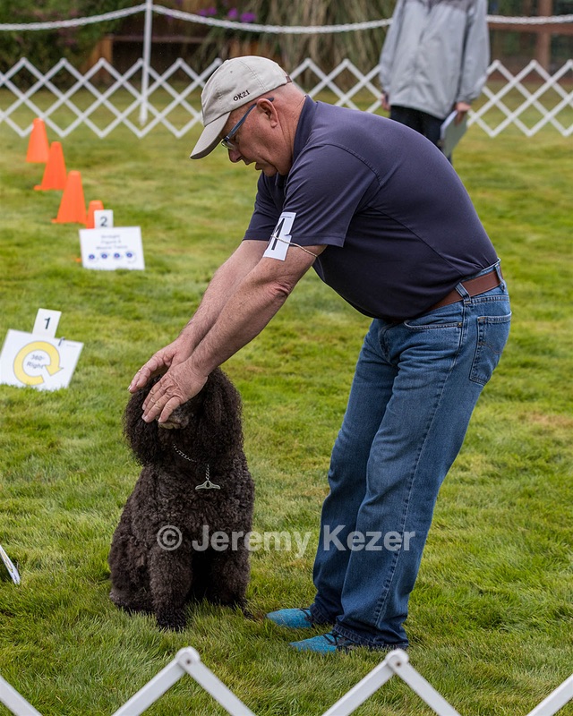 2501 - GCH CH BLACKTHORN'S KEEVA CROMPTON RM AX AXJ XF TKN (Keeva)