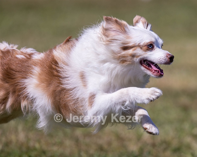 Diego Fitzgerald