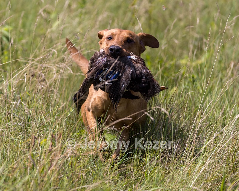 Gauge Kilby