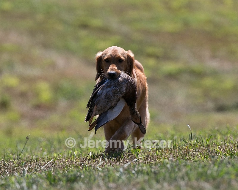 Rowan Amidon
