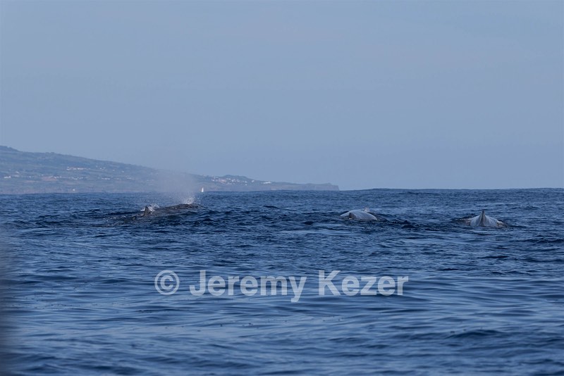 Sperm Whale