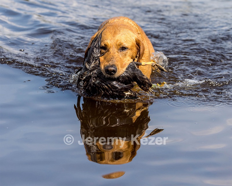 Woodie Clary