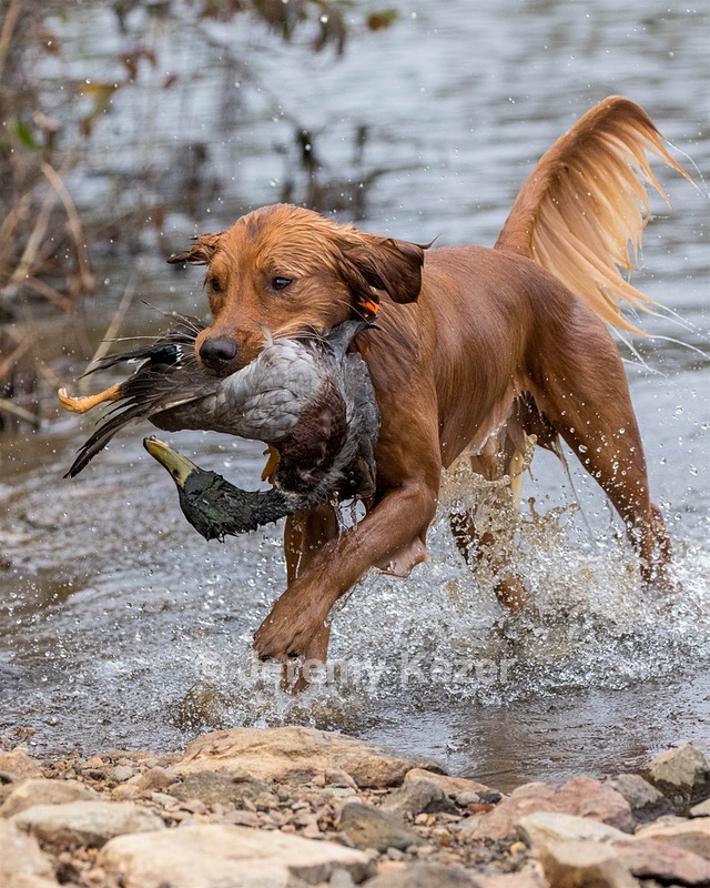Huckleberry