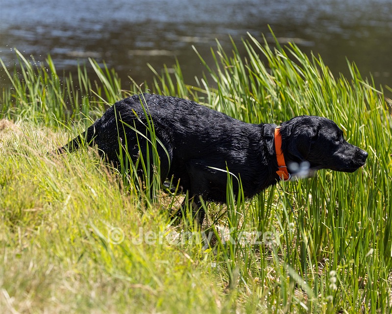 Buster Lobley