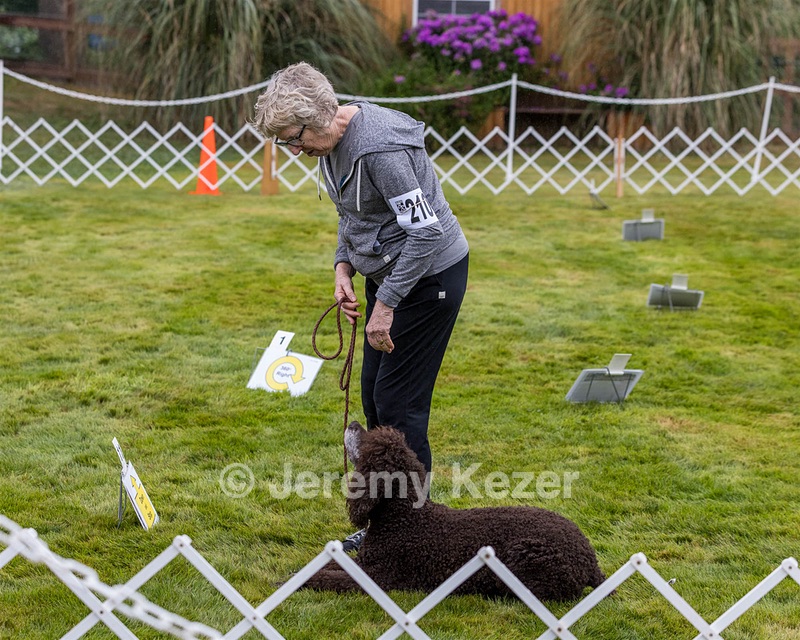 2201 - GCH CH MACH ARROYO'S BEGIN THE BEGUINE MXS MJS MXP MJP MXF T2B2 (Porter)