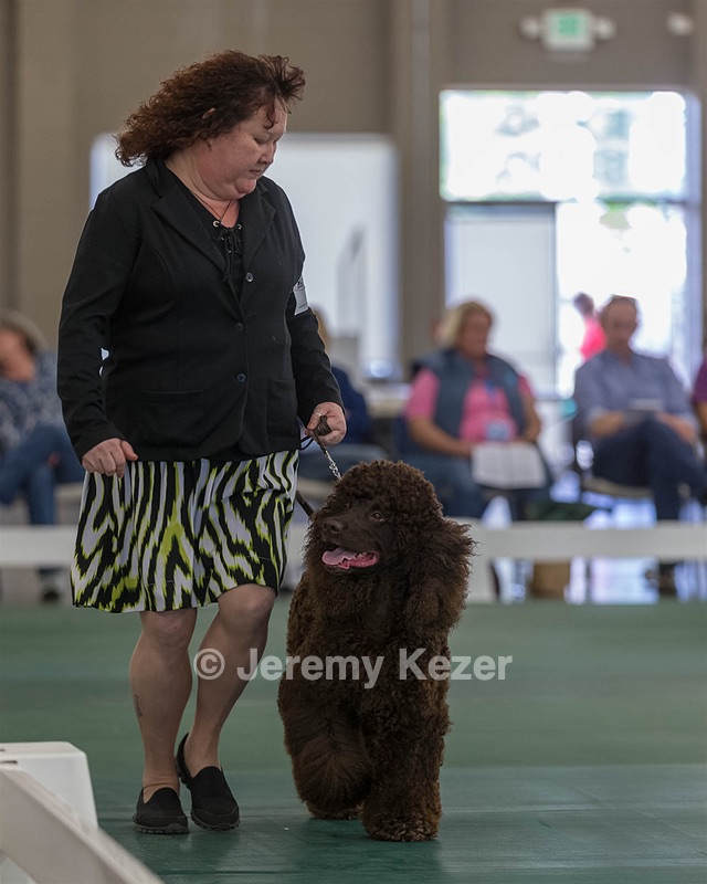 54 - GCH BREKKON BEGINS WITH BEAUFIELD