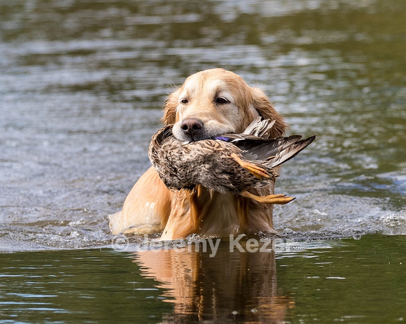 Ghillie Deresienska