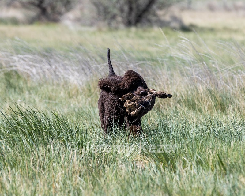 Ghillie