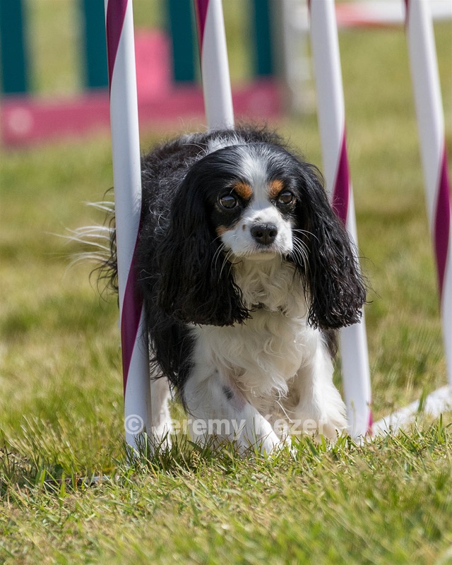 Saylor Tellier