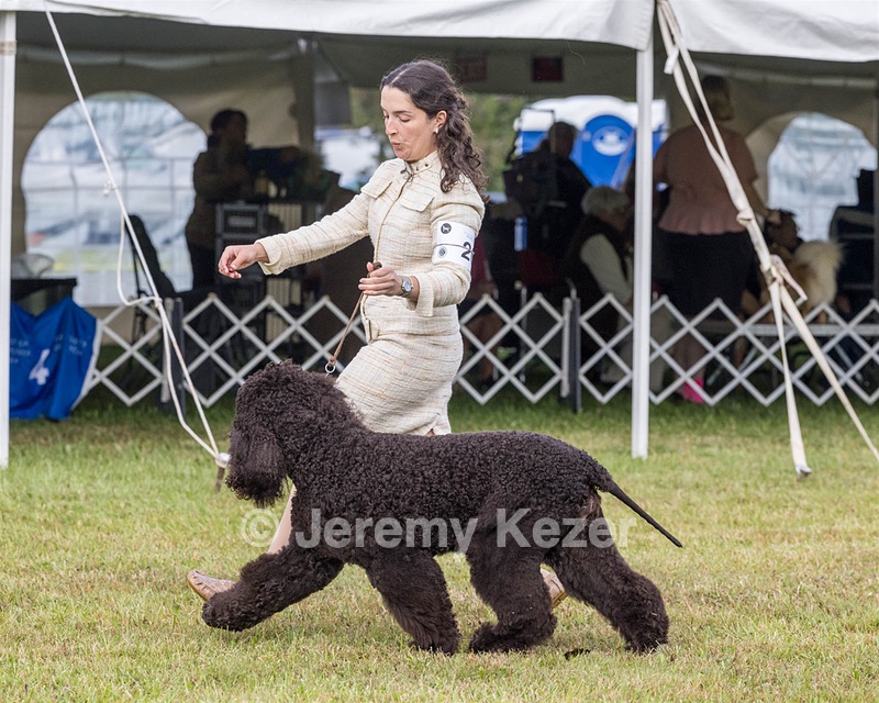 20 - GCHS CH POOLE'S IDE SAY NO MORE OHS CD RE JH DS (Simone)