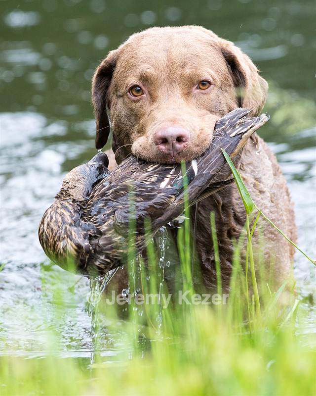 Hunter Law