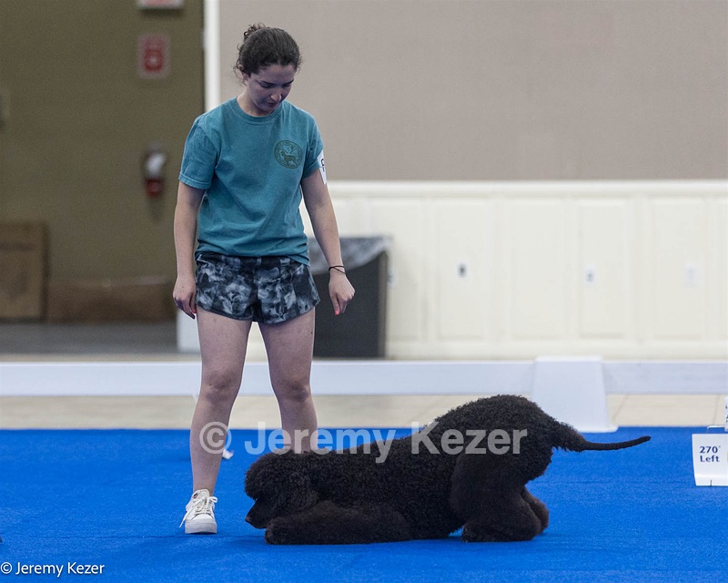 R29 - GCHS CH POOLE'S IDE SAY NO MORE CD RN JH DS CGC TKI