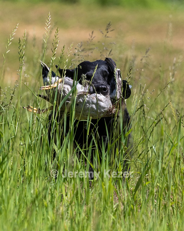Ruger Bodine