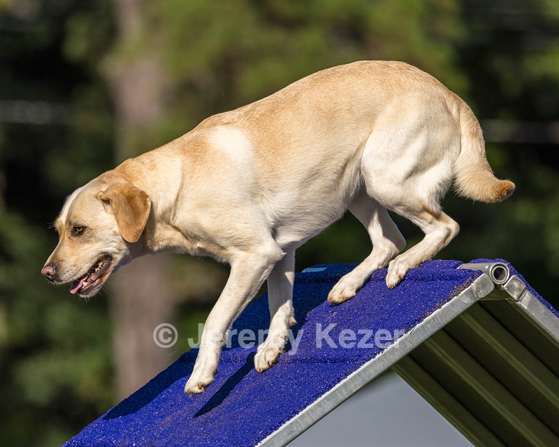 Nessa Boutillier
