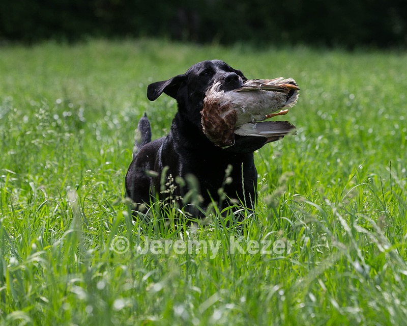 Scout Orlowski