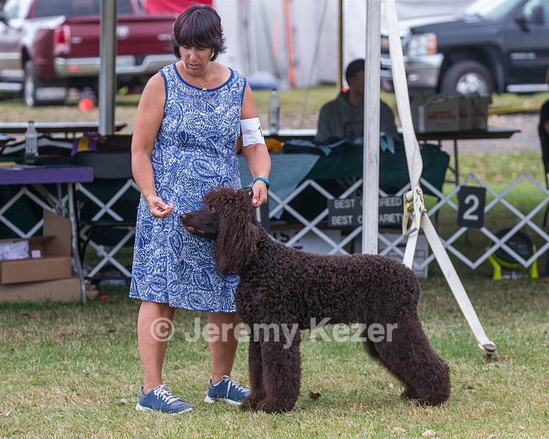 17 - GCH CHANTICO'S SHELTER FROM THE STORM RN XF MX (Reef)