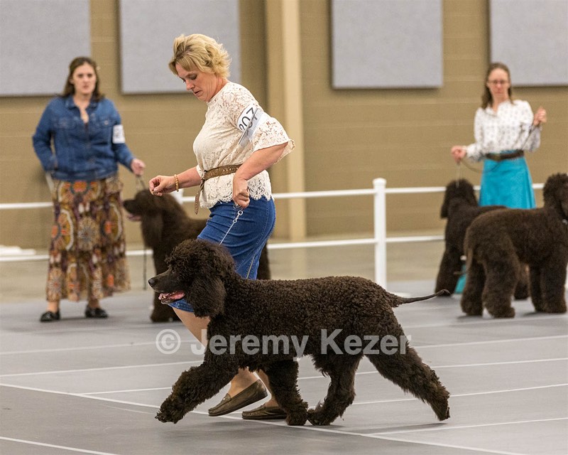 207 - GCH CH Flintcrest First Strike Fintan