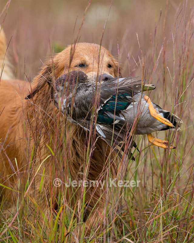 Reeses