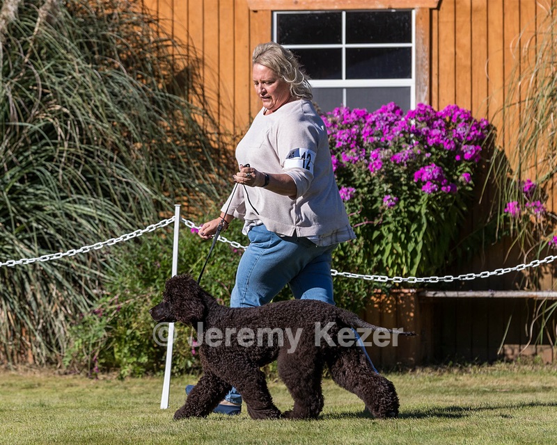12 - FLINTCREST FLYING TRAPEZE (Kelly)