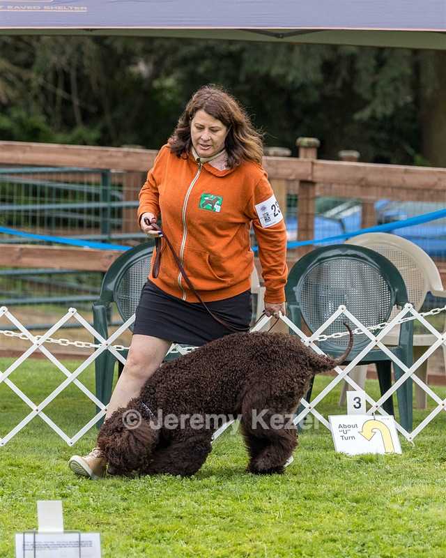 2304 - GCH CH BREKKON'S FIRST MARK BN RN CGC TKN (Hunny)